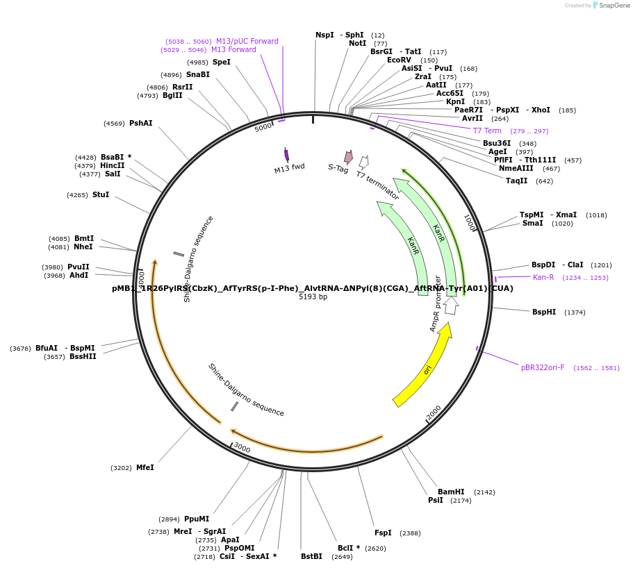 174516-plasmid-map-sequence-id-343328