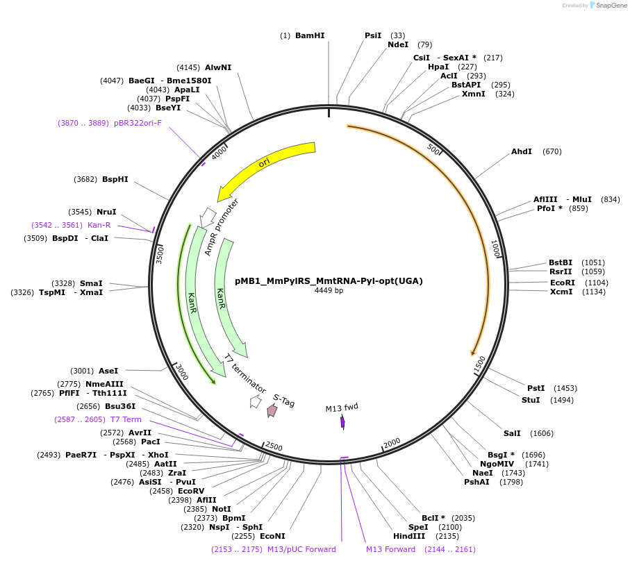 174515-plasmid-map-sequence-id-343331