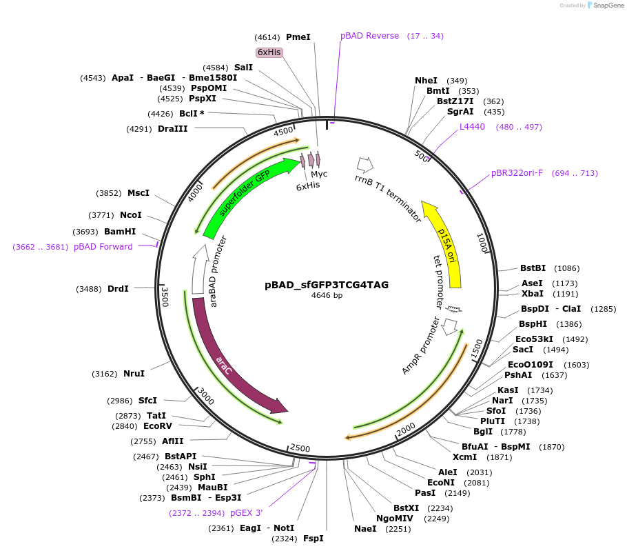 174518-plasmid-map-sequence-id-343333