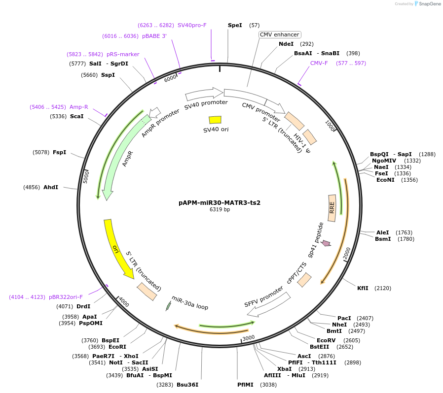 174272-plasmid-map-sequence-id-343340