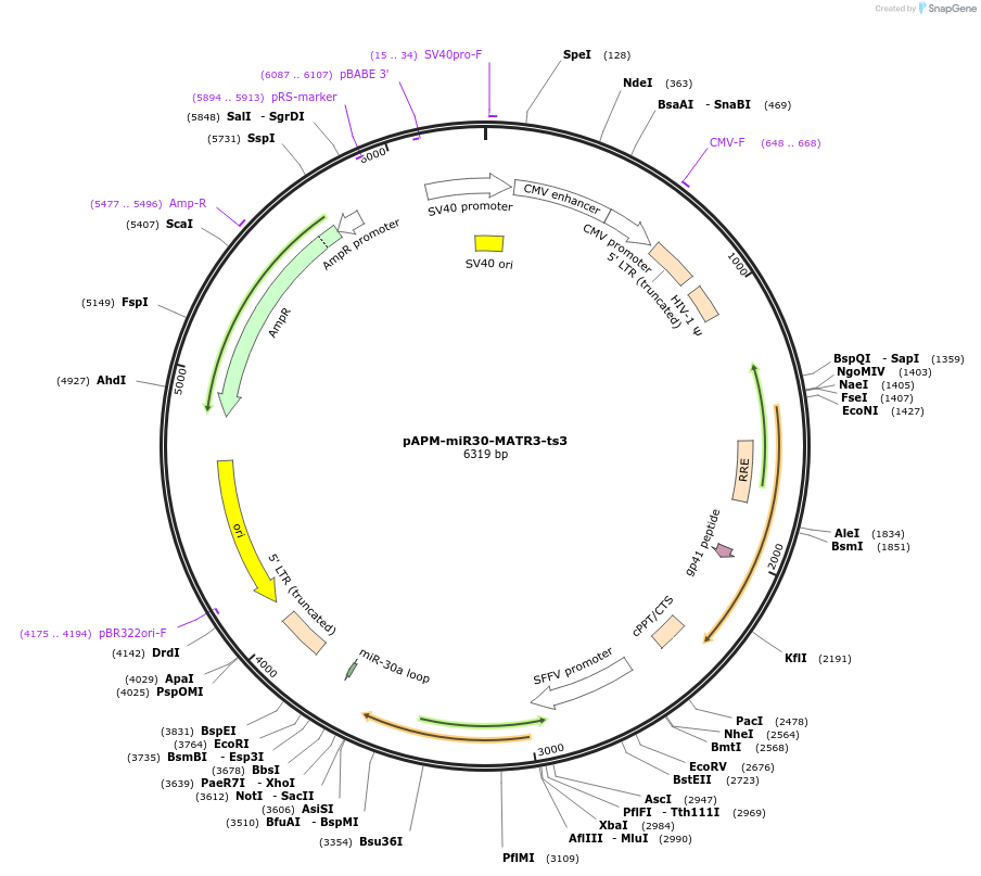 174273-plasmid-map-sequence-id-343342