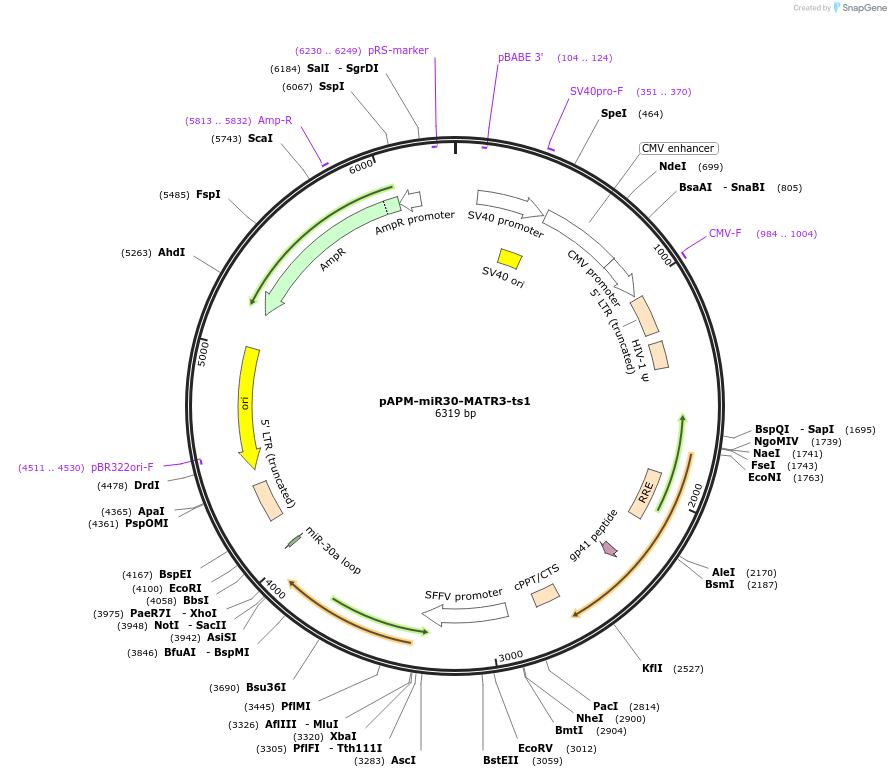 174271-plasmid-map-sequence-id-343344