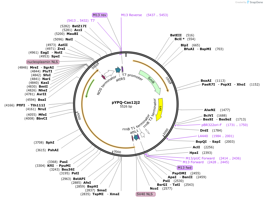 173924-plasmid-map-sequence-id-343350