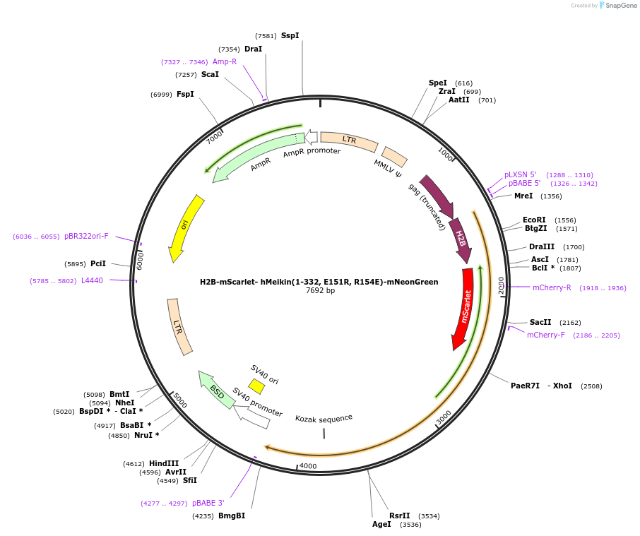 174715-plasmid-map-sequence-id-343354