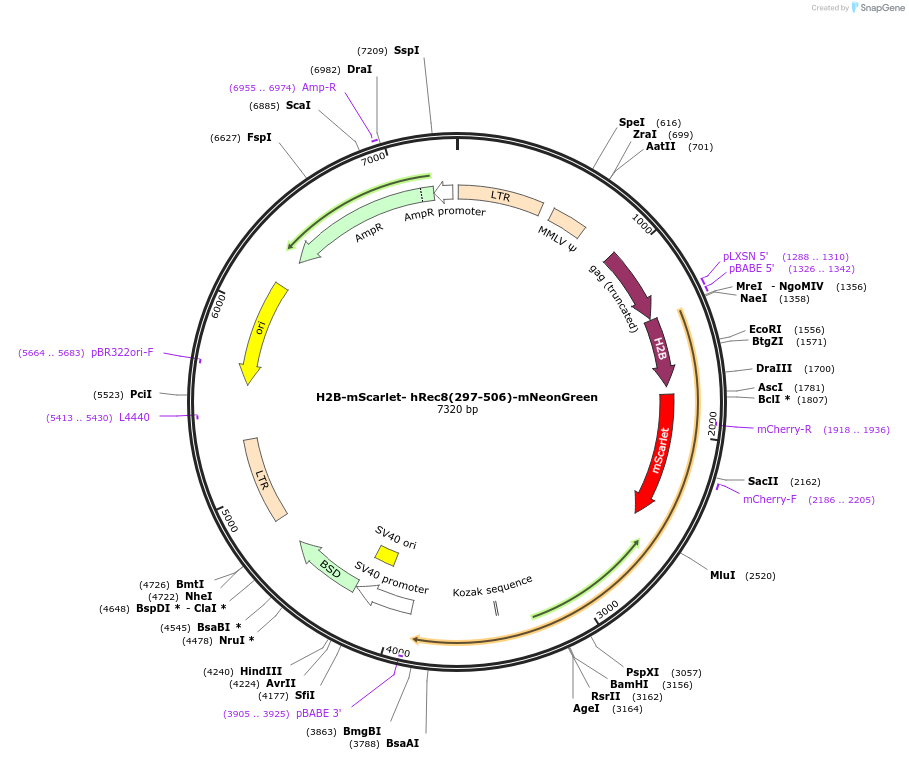 174717-plasmid-map-sequence-id-343357