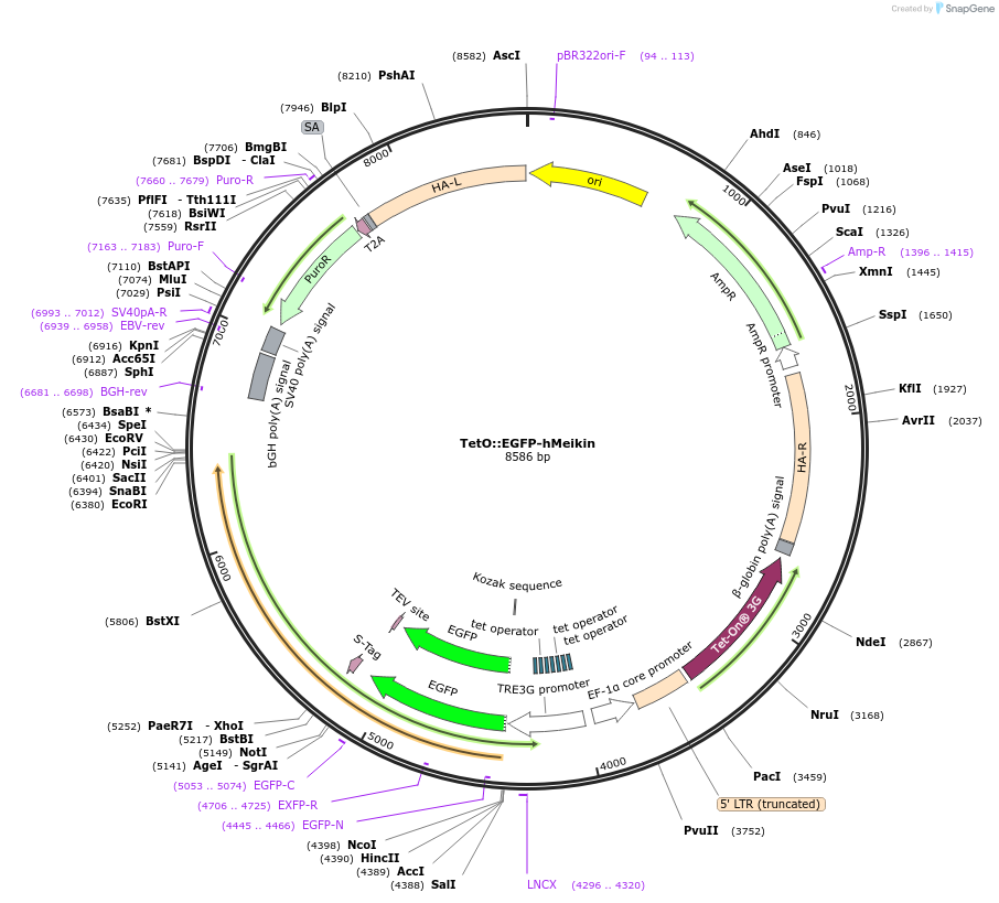 174705-plasmid-map-sequence-id-343360