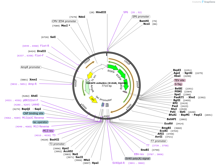 174710-plasmid-map-sequence-id-343362