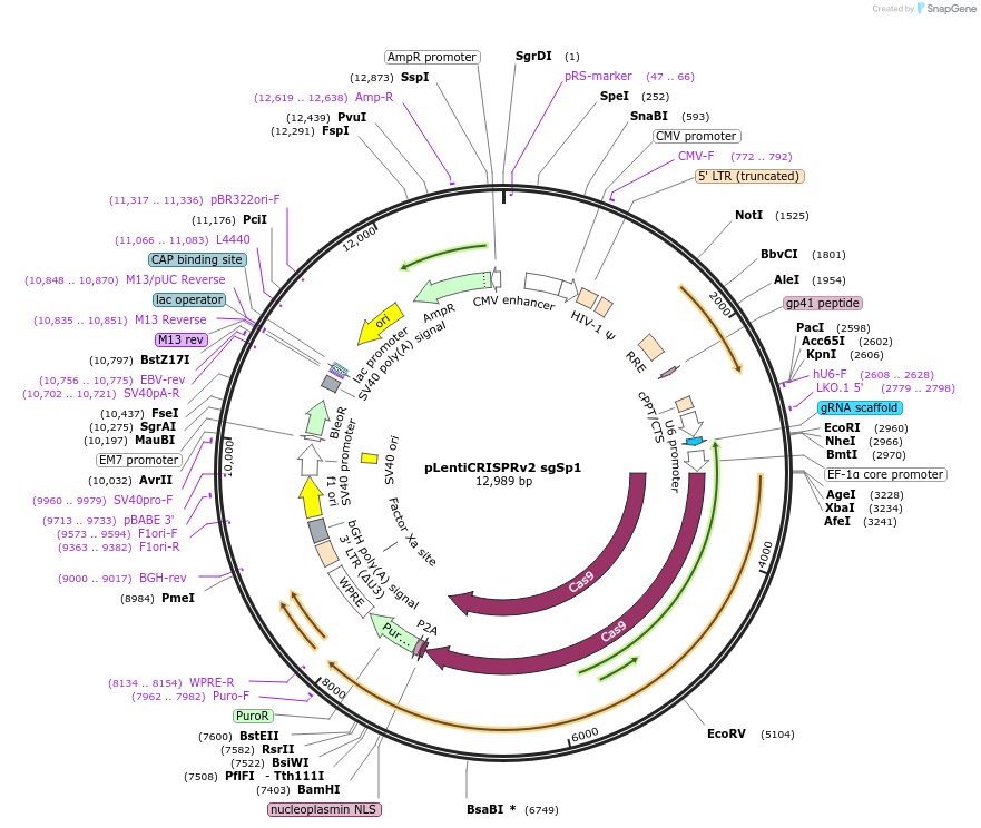 174907-plasmid-map-sequence-id-343377