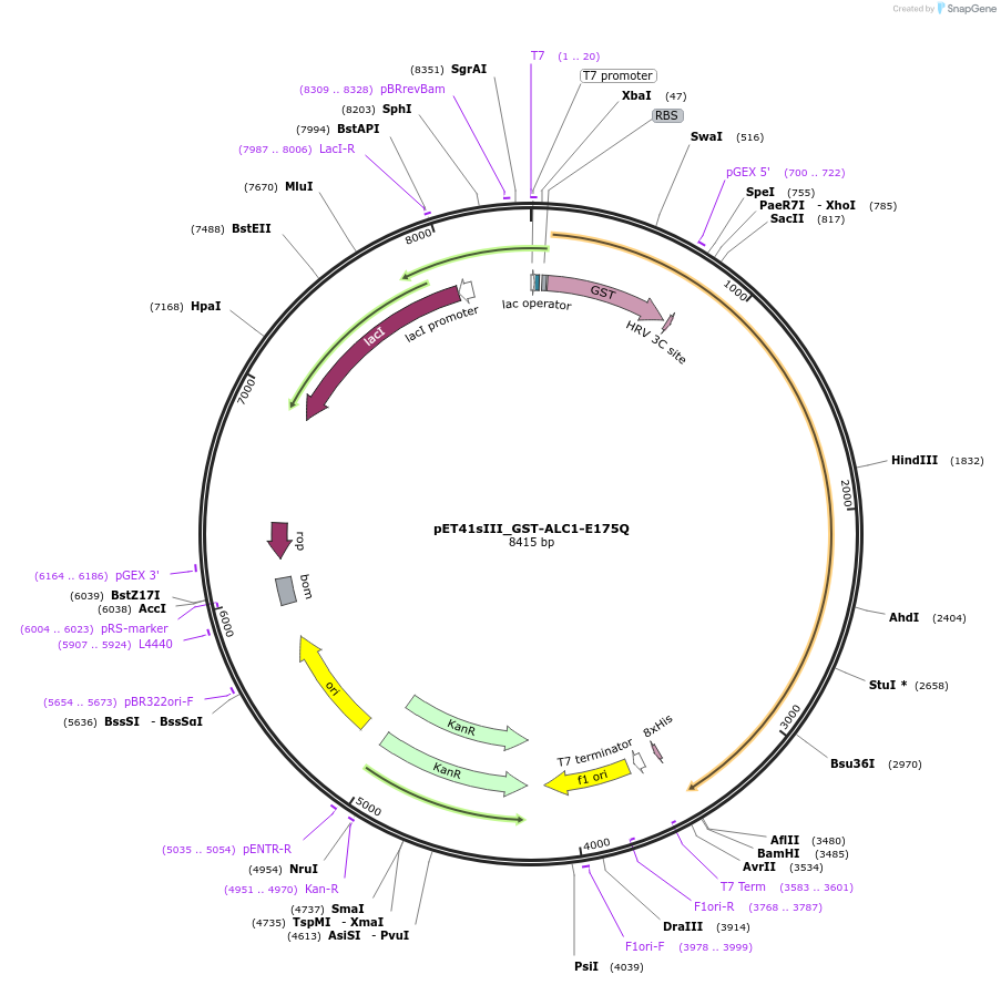 174814-plasmid-map-sequence-id-343400
