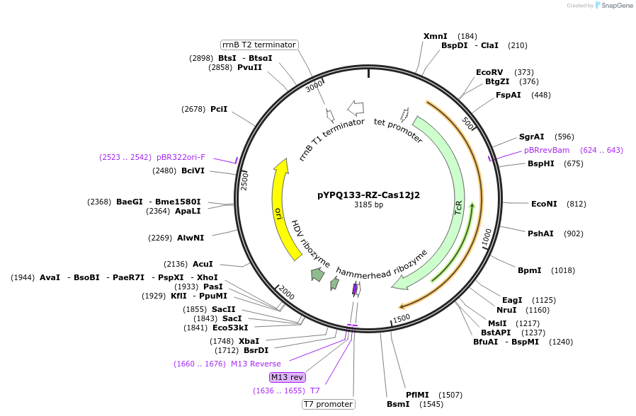 173929-plasmid-map-sequence-id-343402