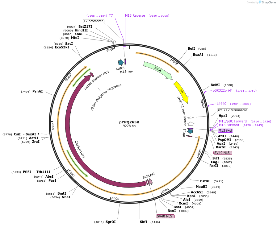 173997-plasmid-map-sequence-id-343409