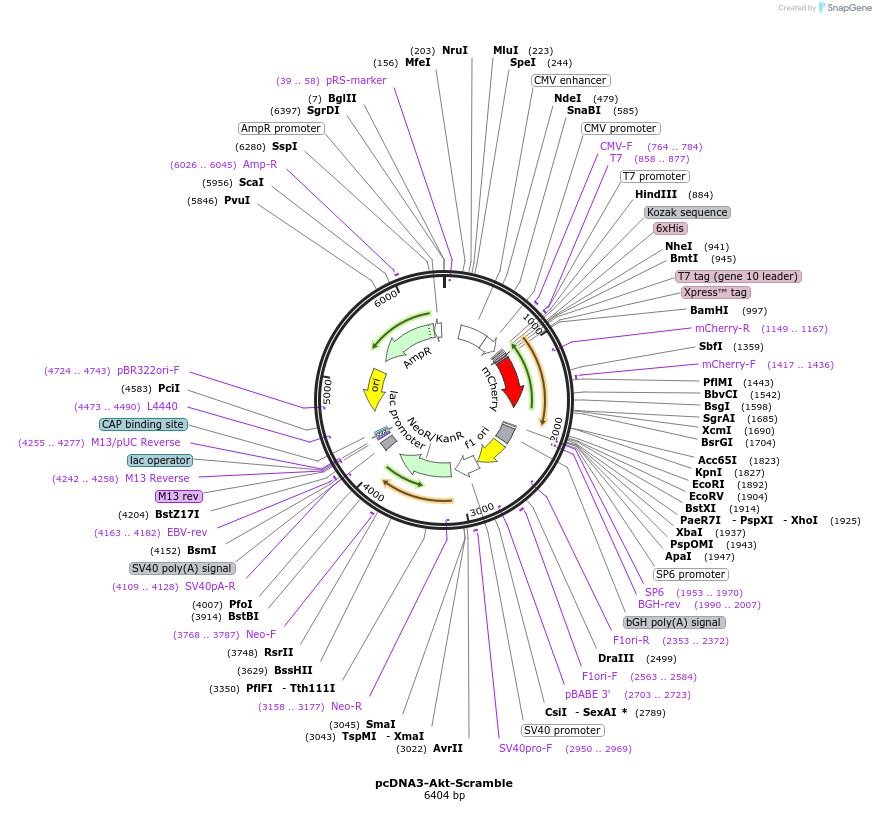 175014-plasmid-map-sequence-id-343410