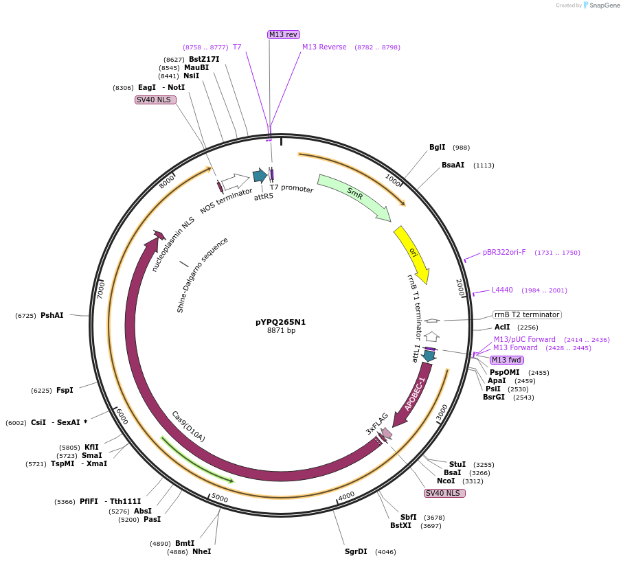 173998-plasmid-map-sequence-id-343411
