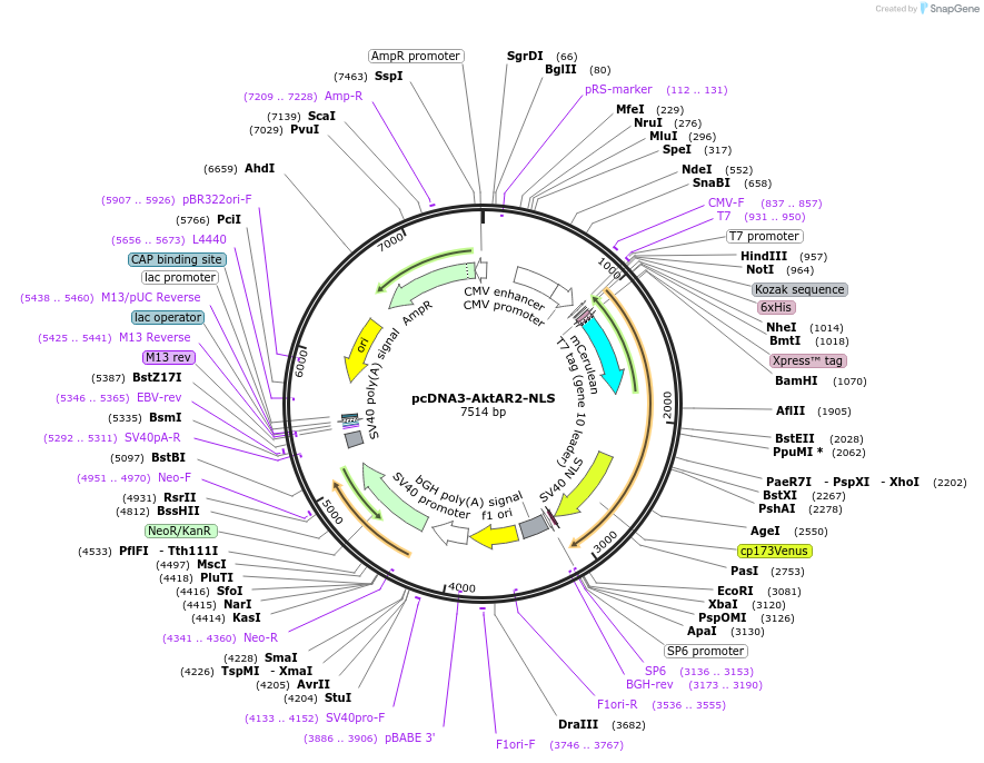 175012-plasmid-map-sequence-id-343414