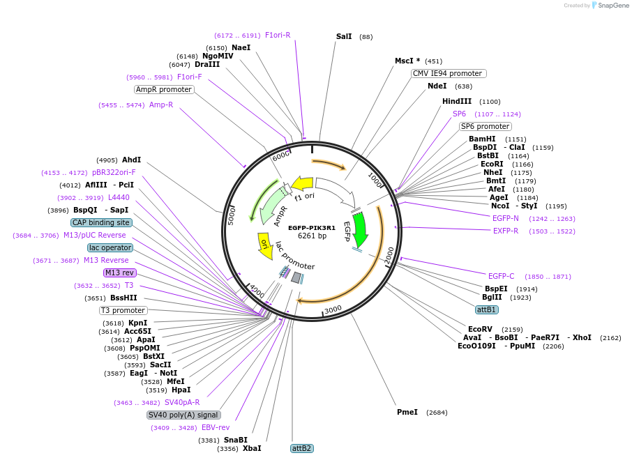174191-plasmid-map-sequence-id-343420