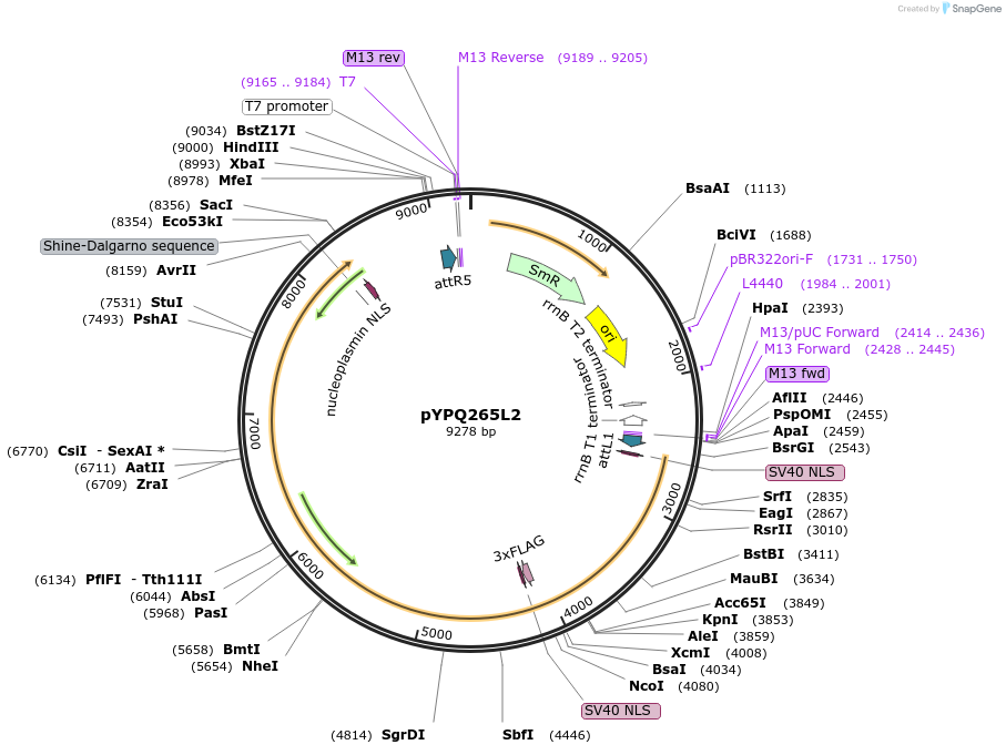 174000-plasmid-map-sequence-id-343423