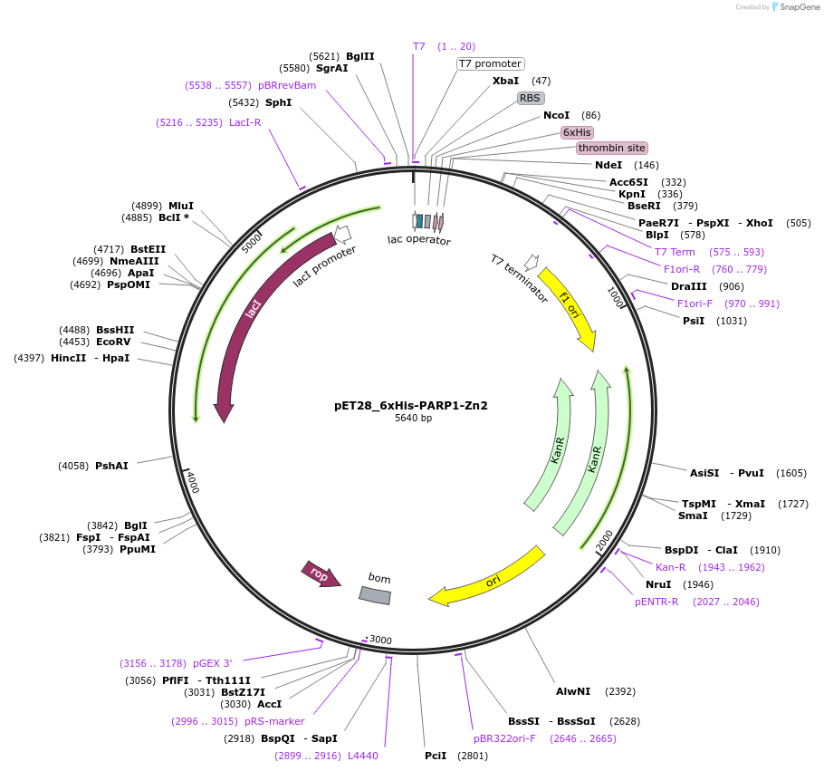 174805-plasmid-map-sequence-id-343428