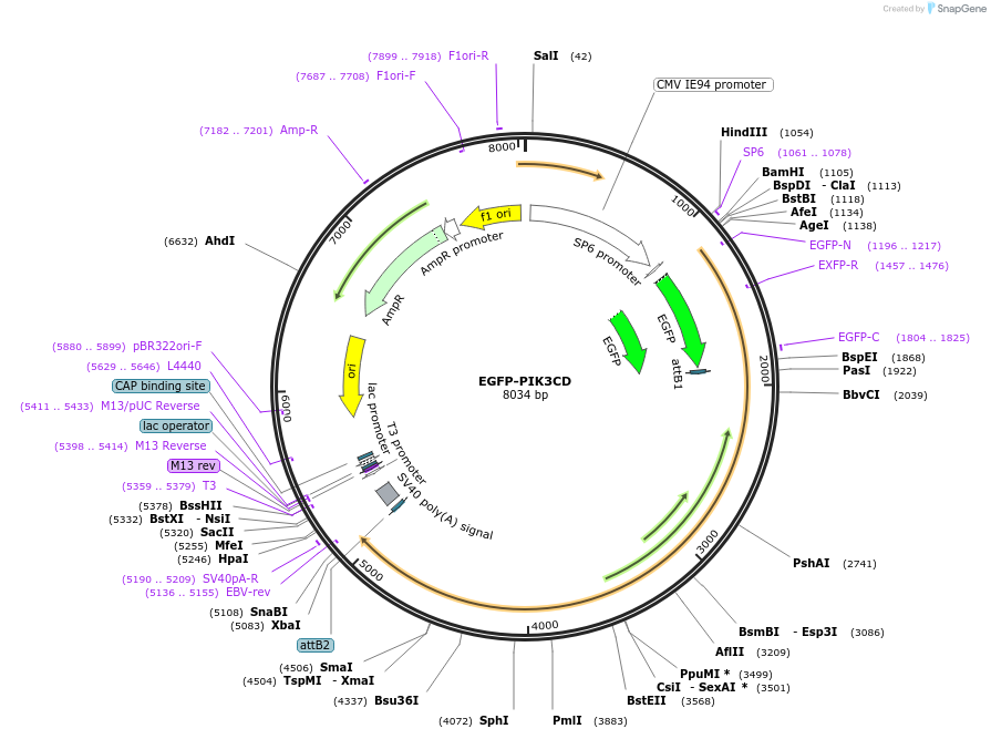 174190-plasmid-map-sequence-id-343431
