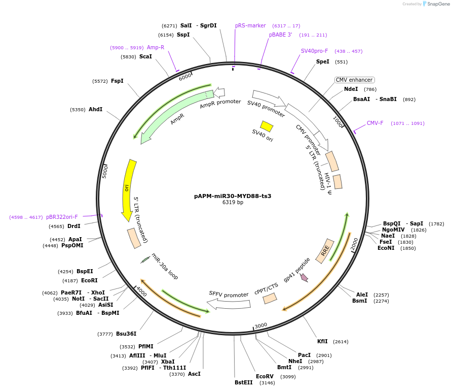 174282-plasmid-map-sequence-id-343454