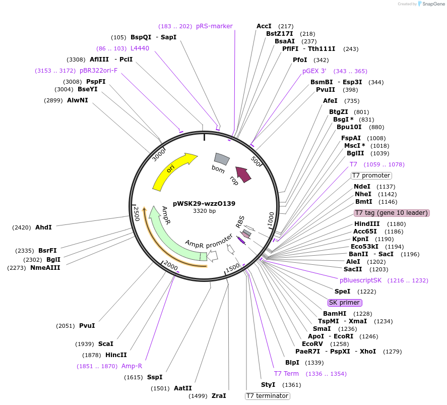 172970-plasmid-map-sequence-id-343476