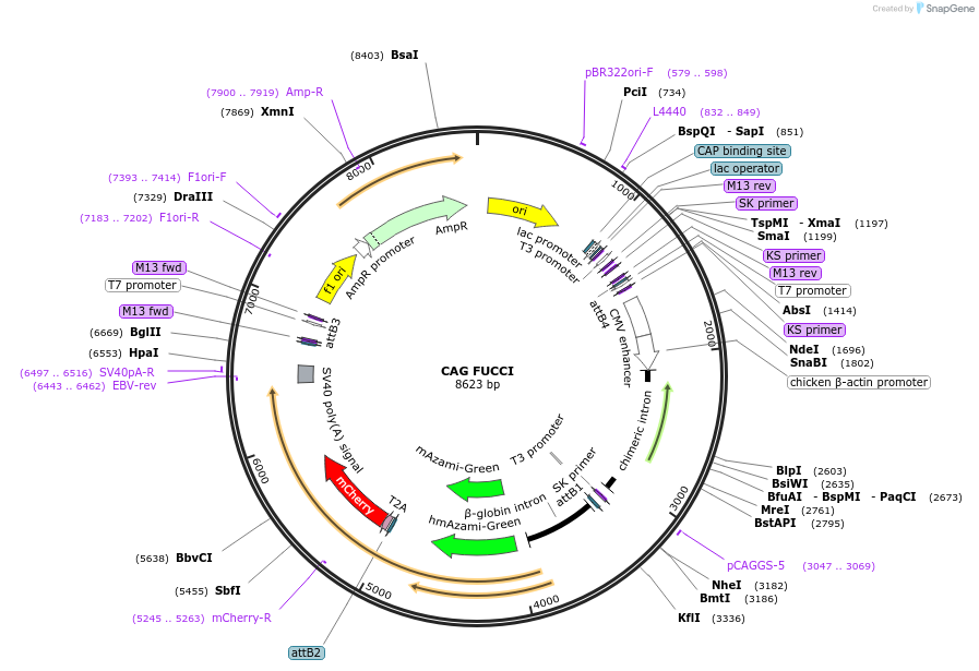 175266-plasmid-map-sequence-id-343477