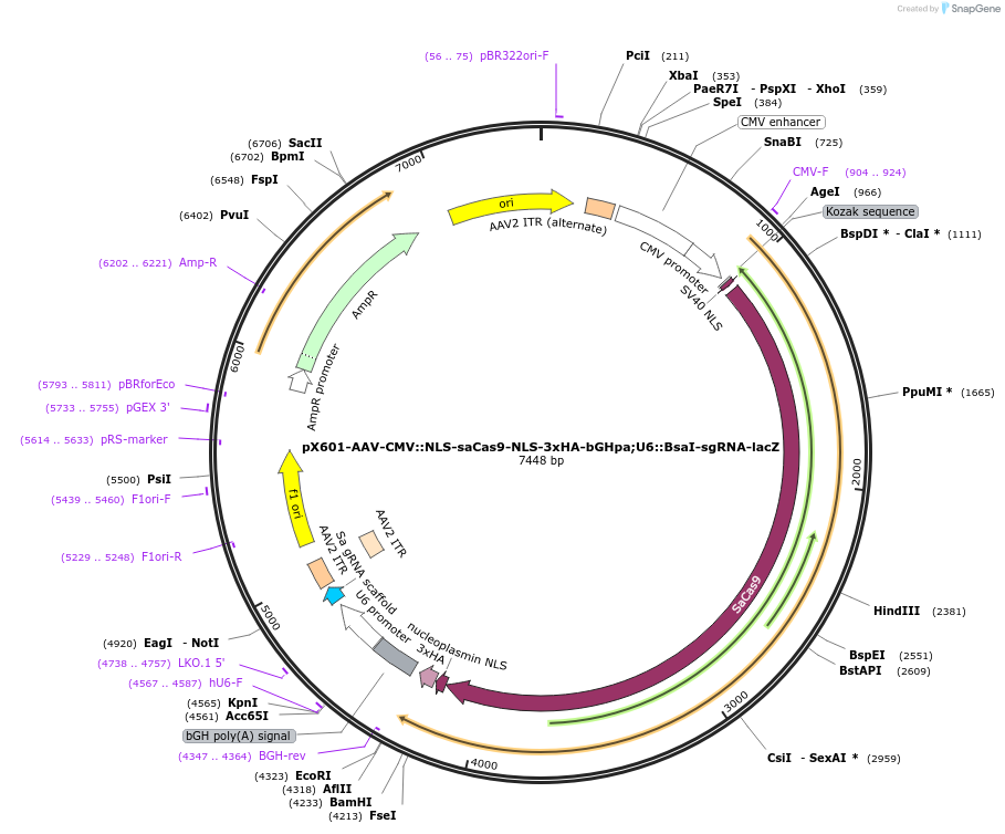 175175-plasmid-map-sequence-id-343478