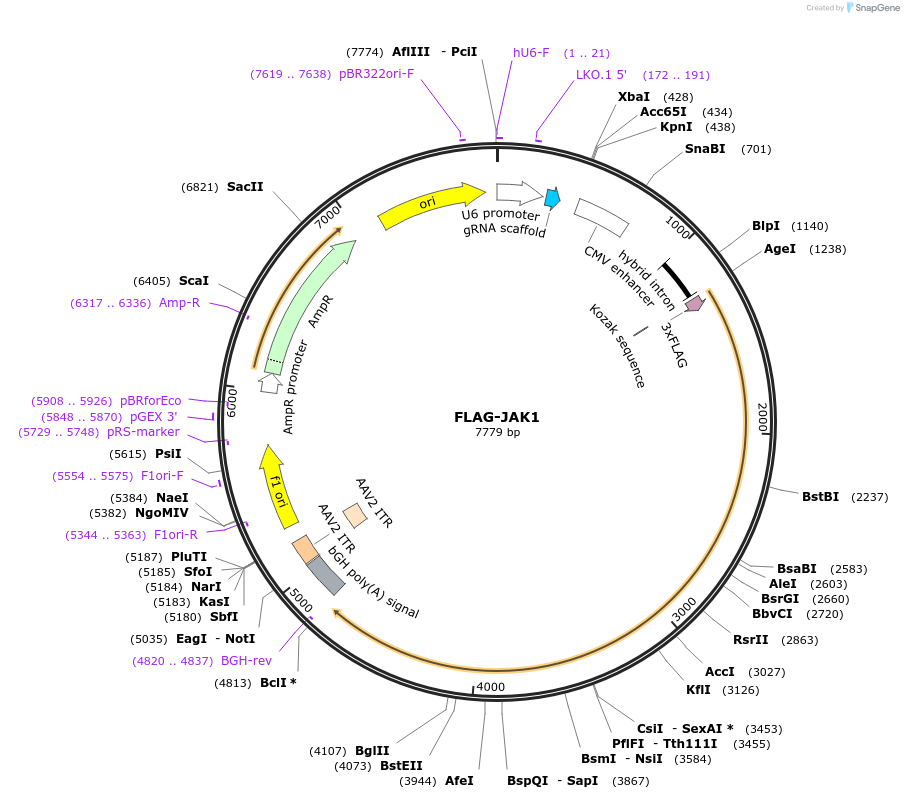 174572-plasmid-map-sequence-id-343489