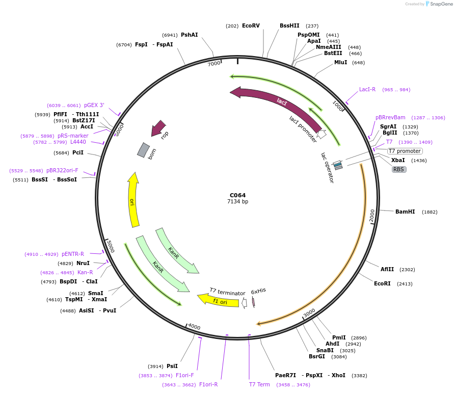 174353-plasmid-map-sequence-id-343508