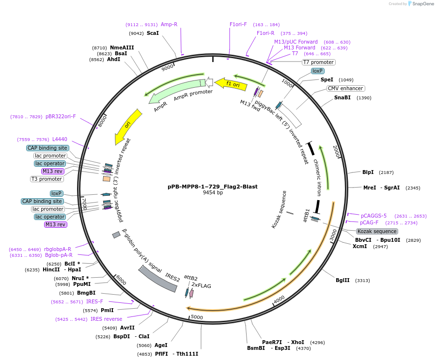 175040-plasmid-map-sequence-id-343512