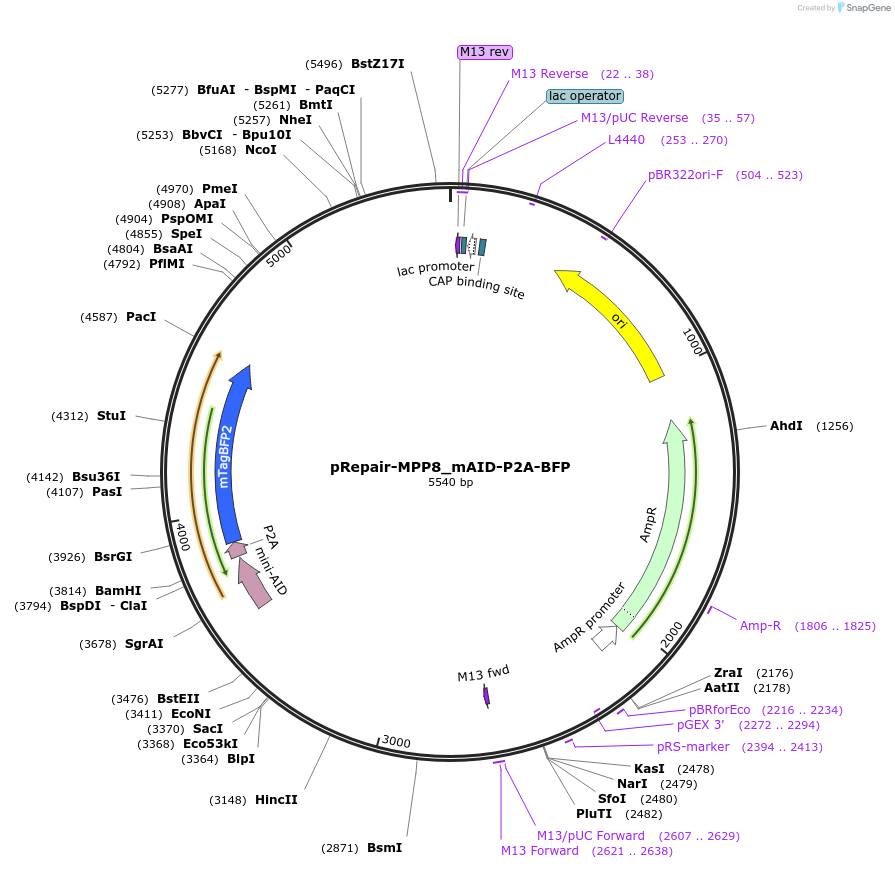175036-plasmid-map-sequence-id-343517