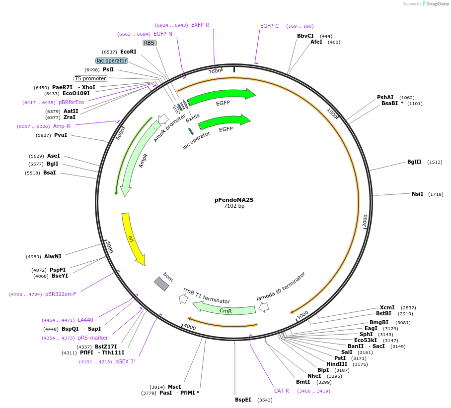174730-plasmid-map-sequence-id-343521
