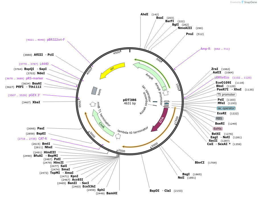 174733-plasmid-map-sequence-id-343525