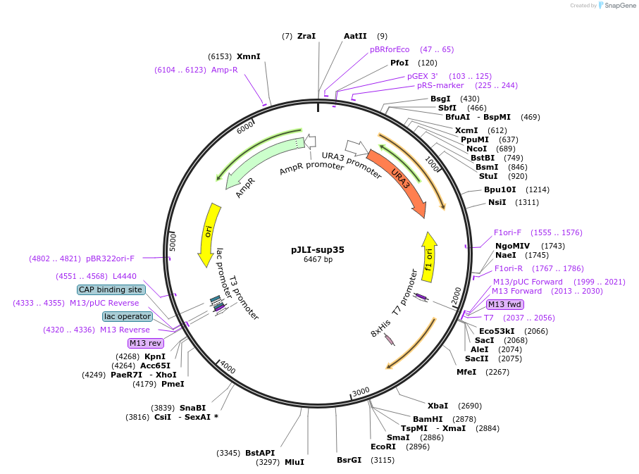 1210-plasmid-map-sequence-id-343546