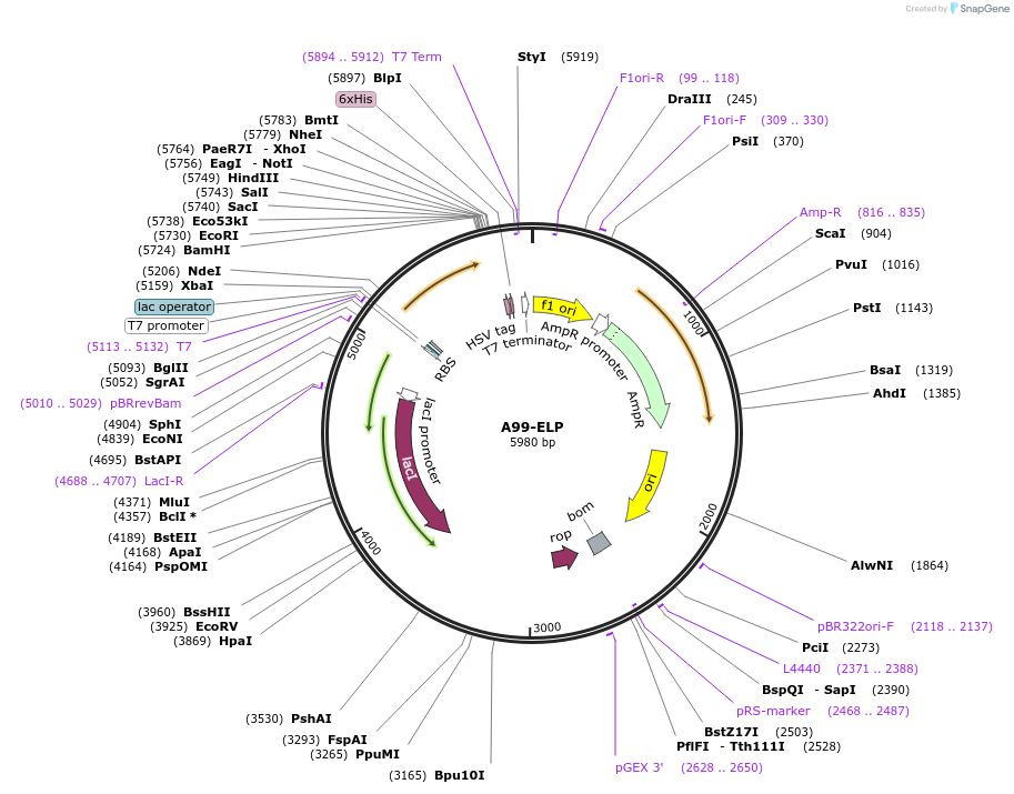 170760-plasmid-map-sequence-id-343547