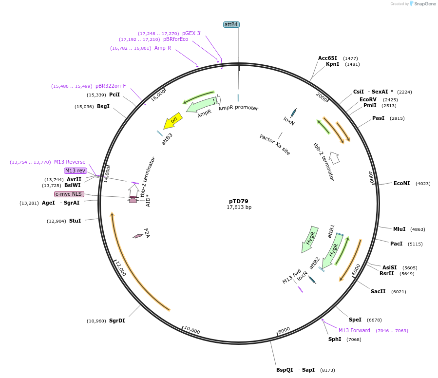 172900-plasmid-map-sequence-id-343549