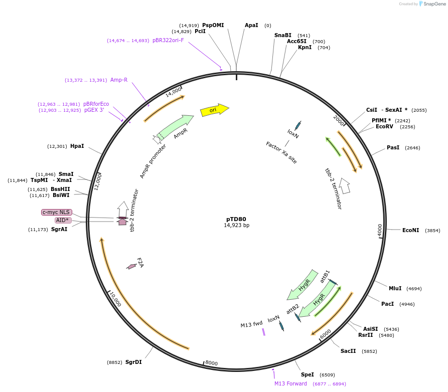172901-plasmid-map-sequence-id-343550