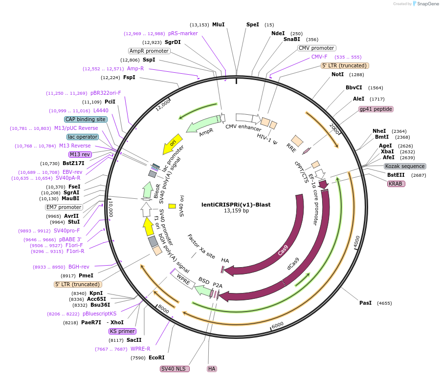170067-plasmid-map-sequence-id-343563