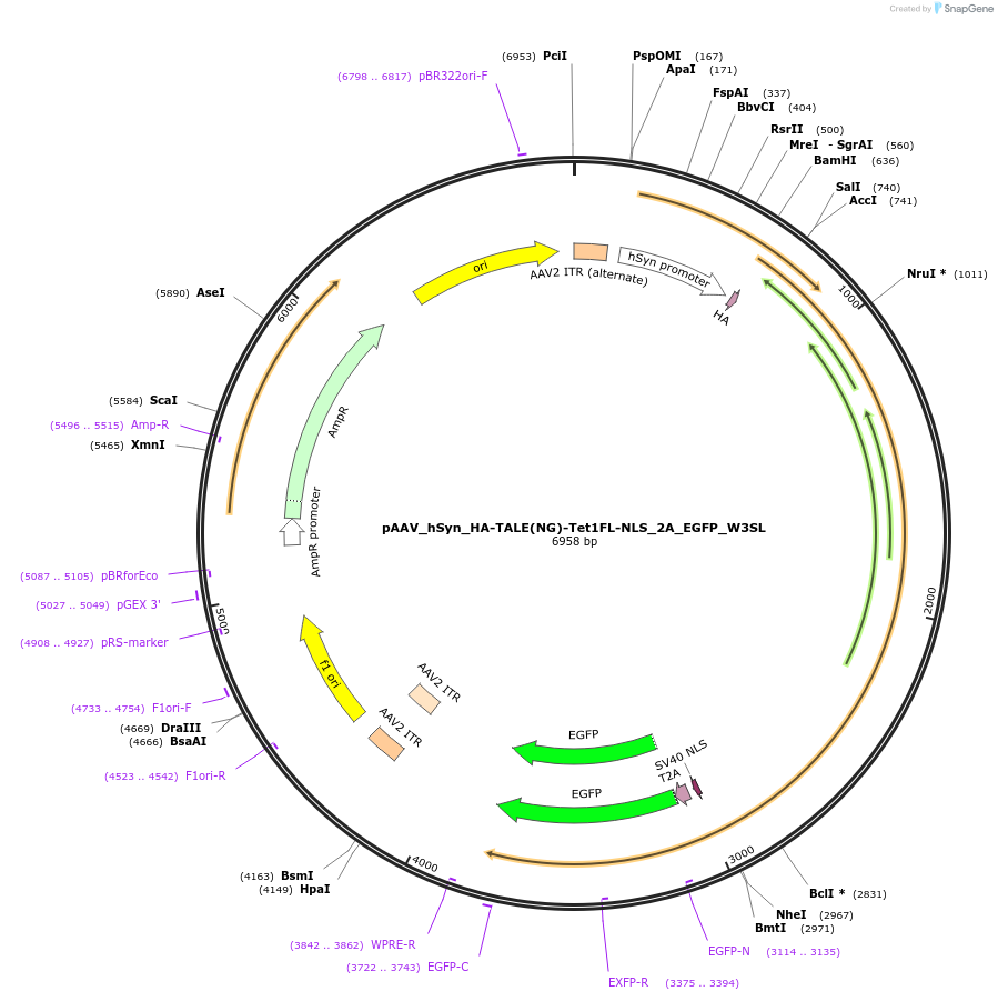 172195-plasmid-map-sequence-id-343564