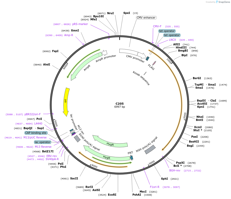 174359-plasmid-map-sequence-id-343587