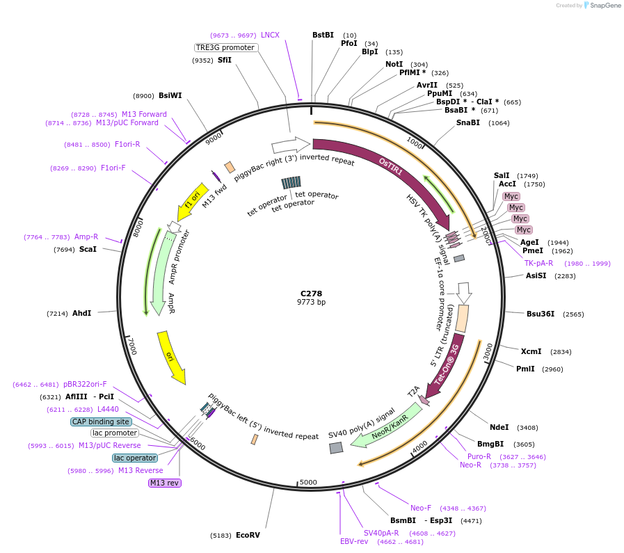 174356-plasmid-map-sequence-id-343590