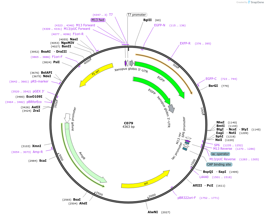 174348-plasmid-map-sequence-id-343594