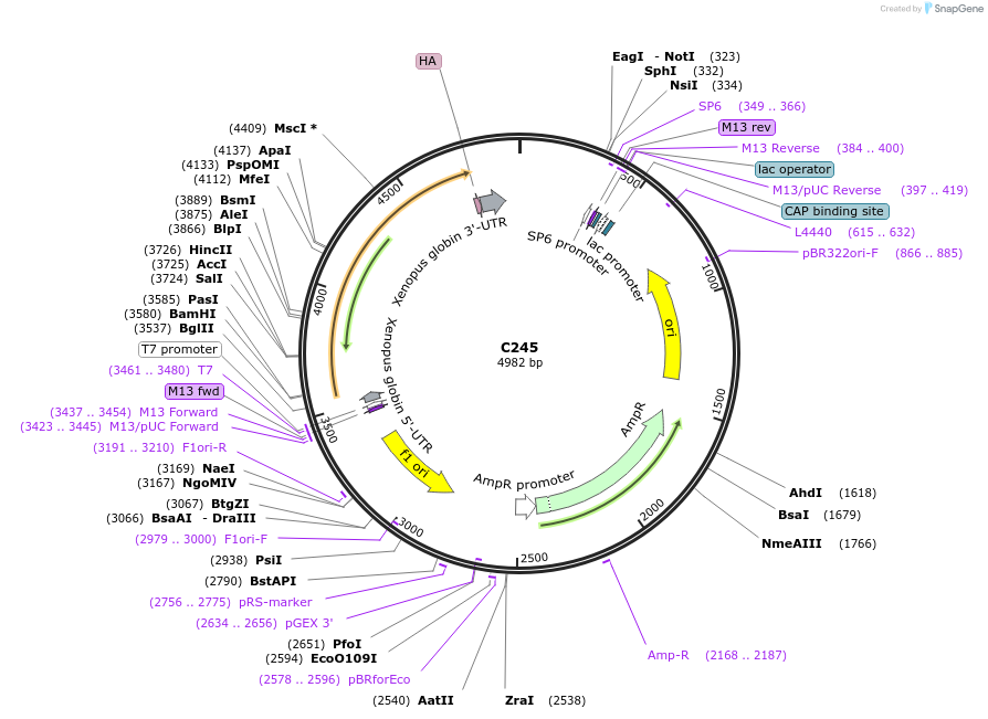 174351-plasmid-map-sequence-id-343596
