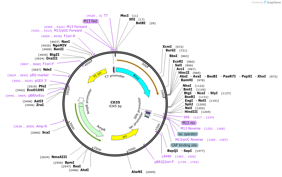 174341-plasmid-map-sequence-id-343598
