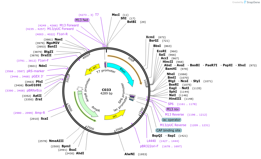 174339-plasmid-map-sequence-id-343599
