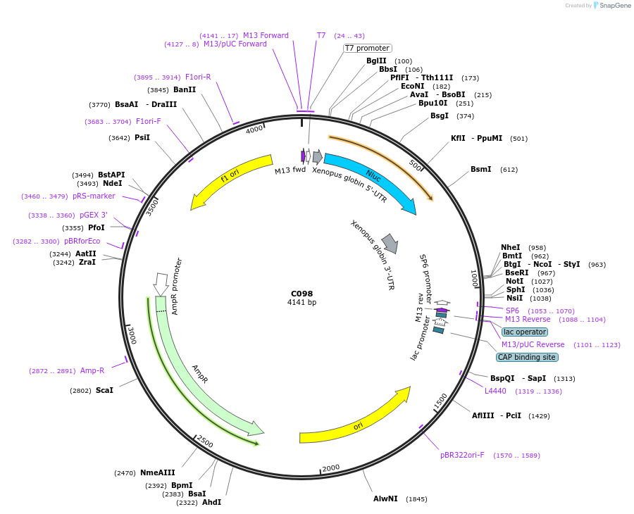 174345-plasmid-map-sequence-id-343600
