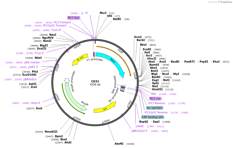 174338-plasmid-map-sequence-id-343601