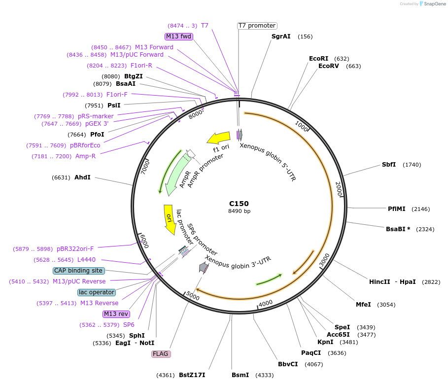 174350-plasmid-map-sequence-id-343603
