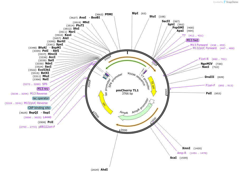165832-plasmid-map-sequence-id-343606