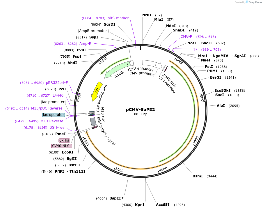 174817-plasmid-map-sequence-id-343608