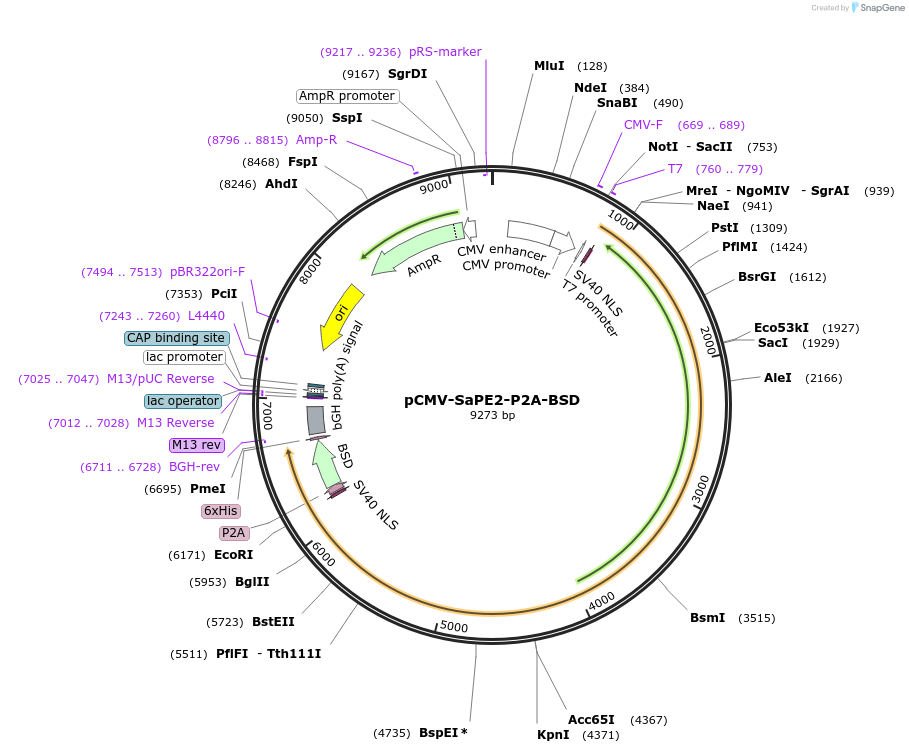174818-plasmid-map-sequence-id-343609